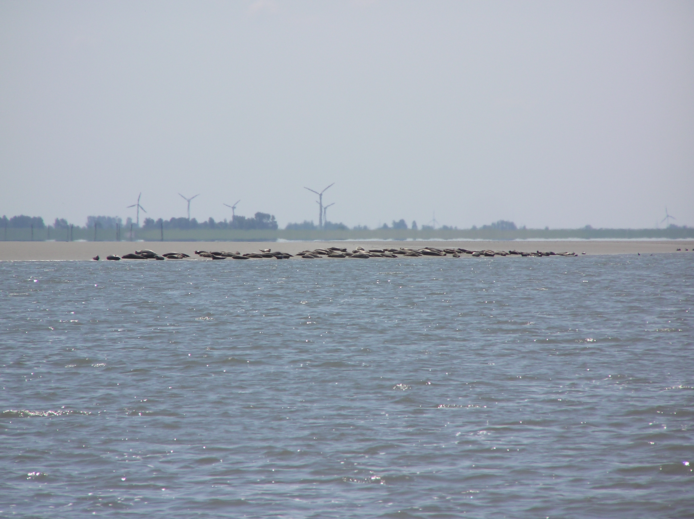 Herde Robben auf der Sandbank